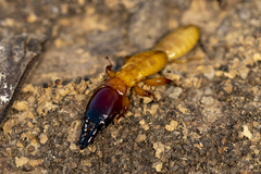 Zootermopsis nevadensis