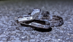 Pantherophis spiloides