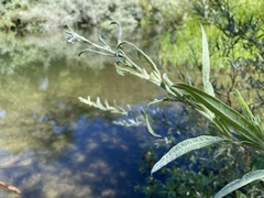 Salix exigua