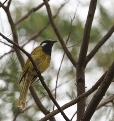Nesoptilotis leucotis