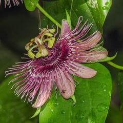 Passiflora oerstedii