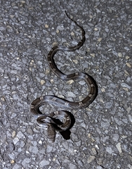 Pantherophis spiloides