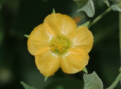 Abutilon abutiloides