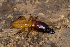 Zootermopsis nevadensis