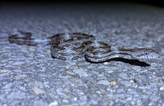 Pantherophis spiloides