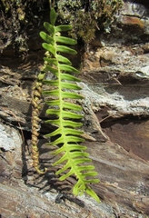 Polypodium virginianum