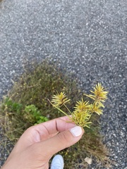 Cyperus strigosus