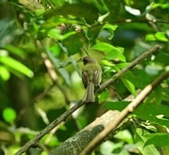 Tolmomyias