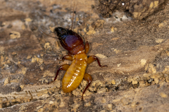 Zootermopsis nevadensis