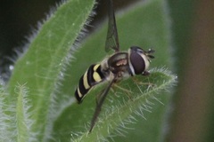 Eupeodes americanus
