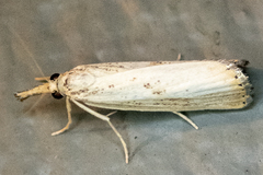 Agriphila vulgivagellus