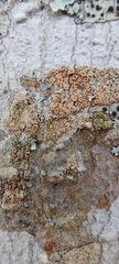 Lecanora