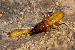 Zootermopsis nevadensis