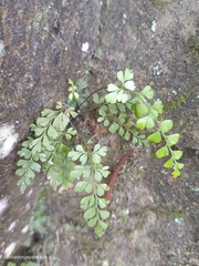 Asplenium pseudolaserpitiifolium