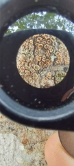 Lecanora