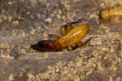 Zootermopsis nevadensis