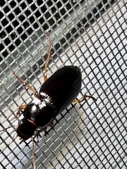 Harpalus pensylvanicus