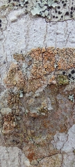 Lecanora