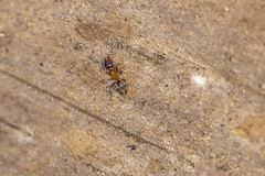 Liometopum occidentale