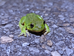 Hyla gratiosa