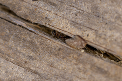 Liometopum occidentale