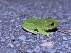 Hyla gratiosa