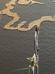 Schizomantodea