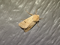 Dichagyris variabilis