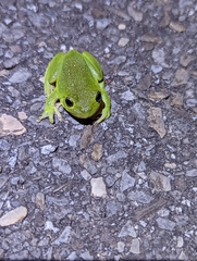 Hyla gratiosa