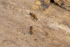 Liometopum occidentale