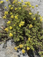 Eriogonum umbellatum