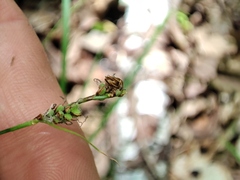Carex caryophyllea