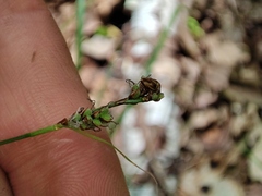 Carex caryophyllea