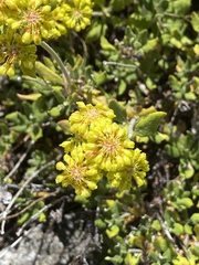 Eriogonum umbellatum