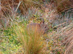 Sylvilagus andinus