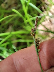 Carex caryophyllea