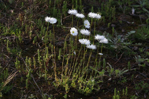Image of Rhodanthe chlorocephala by (c) Hugo Innes, some rights reserved (CC BY)