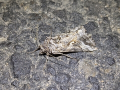 Autographa californica