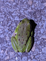 Hyla gratiosa
