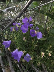Campanula carpatica