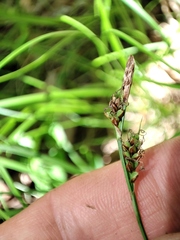 Carex caryophyllea