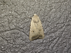 Caradrina montana