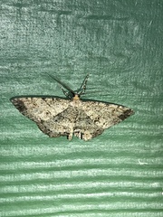 Melanolophia canadaria