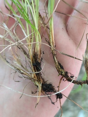 Carex caryophyllea