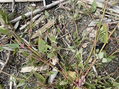 Atriplex prostrata