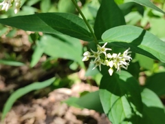 Vincetoxicum hirundinaria