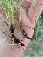 Carex caryophyllea