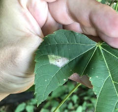 Phyllonorycter lucetiella