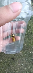 Vespa bicolor