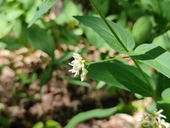 Vincetoxicum hirundinaria